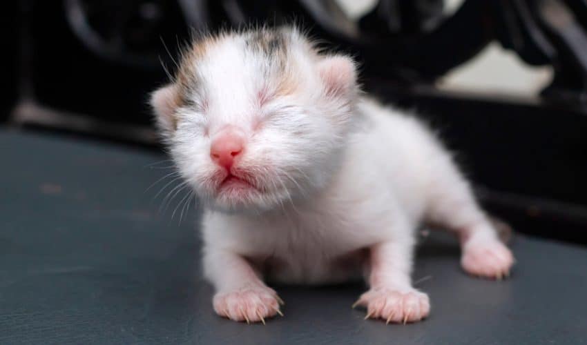 Yavru kedilerin gözleri ne zaman açılır?