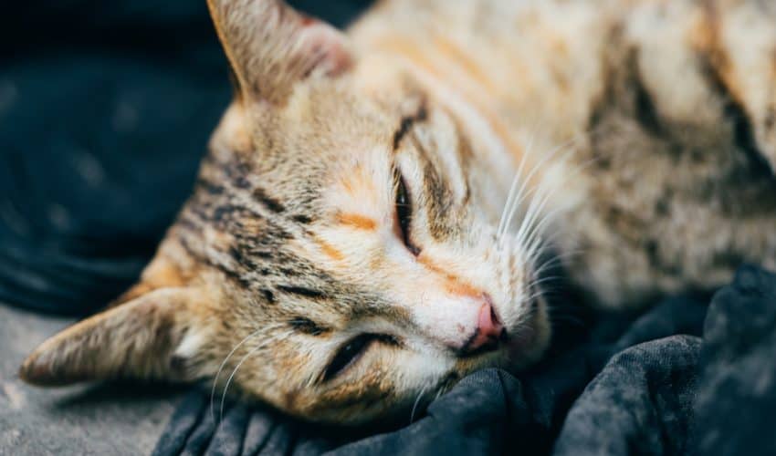 Kedilerde en sık görülen ölümcül kedi hastalıkları