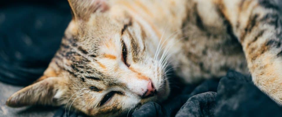 Kedilerde En Sık Görülen Hastalıklar Ve Belirtiler