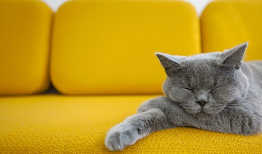 Kedilerin uyku pozisyonları ve anlamları