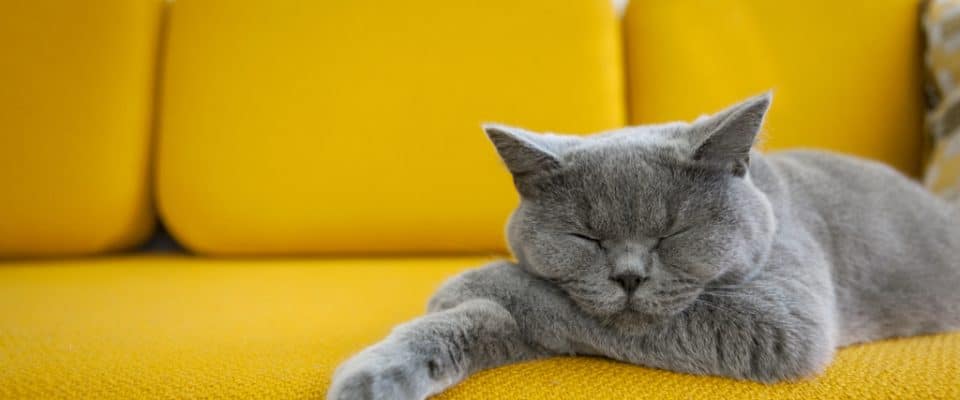Kedilerin uyku pozisyonları ve anlamları