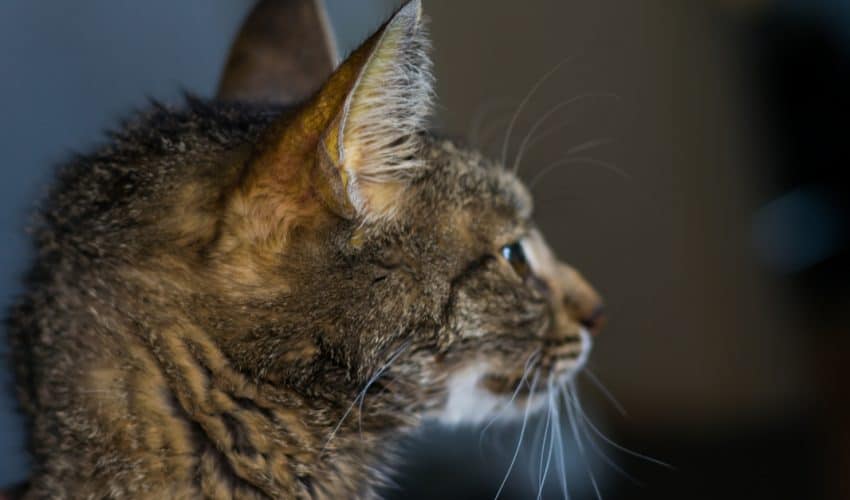 Kedilerde karaciğer yetmezliği: Belirtileri ve tedavisi