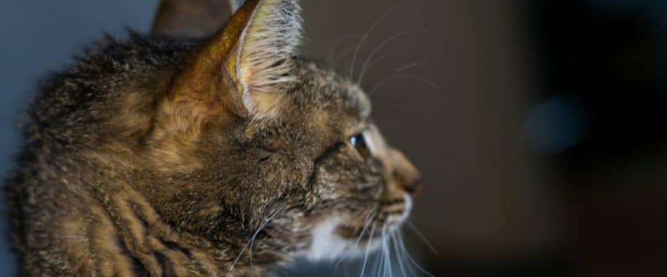 Kedilerde karaciğer yetmezliği: Belirtileri ve tedavisi