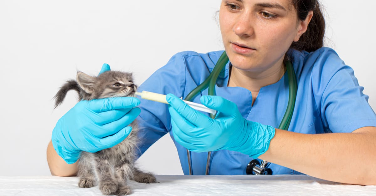 kedilerde karaciğer yetmezliği tedavisi
