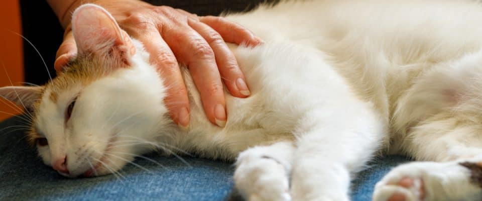 Kedilerde yüksek kolesterol belirtileri ve tedavisi