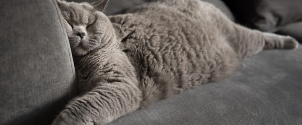 Kediler nerede uyur? Kedilerin favori uyku alanları!