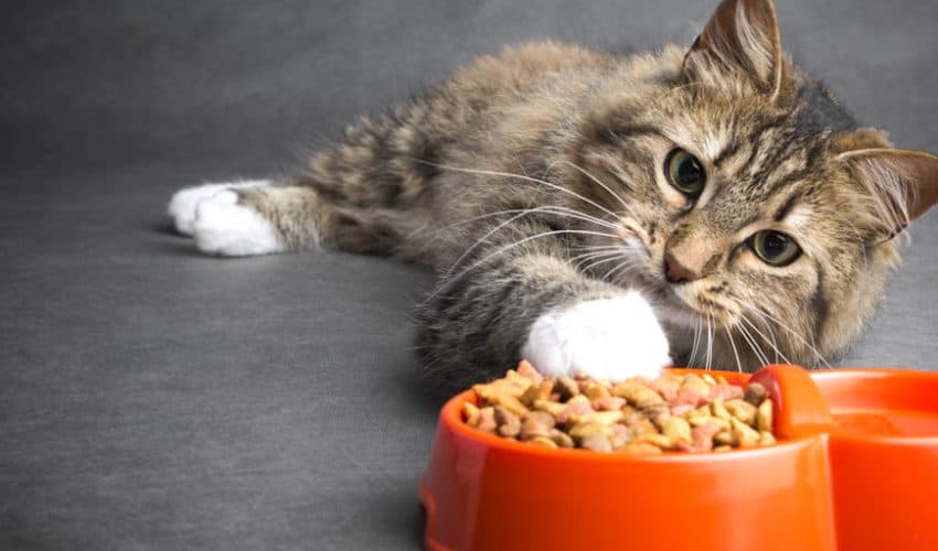 Yetişkin kediler yavru kedi mamasını yiyebilir mi?