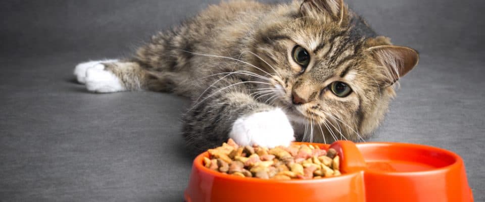 Yetişkin kediler yavru kedi mamasını yiyebilir mi?