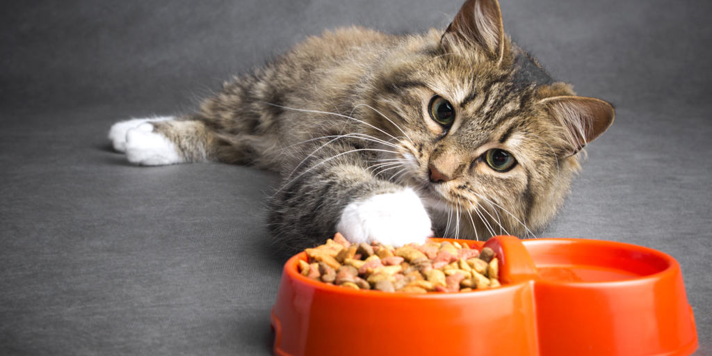 Yetiskin Kediler Yavru Kedi Mamasini Yiyebilir Mi Petibom
