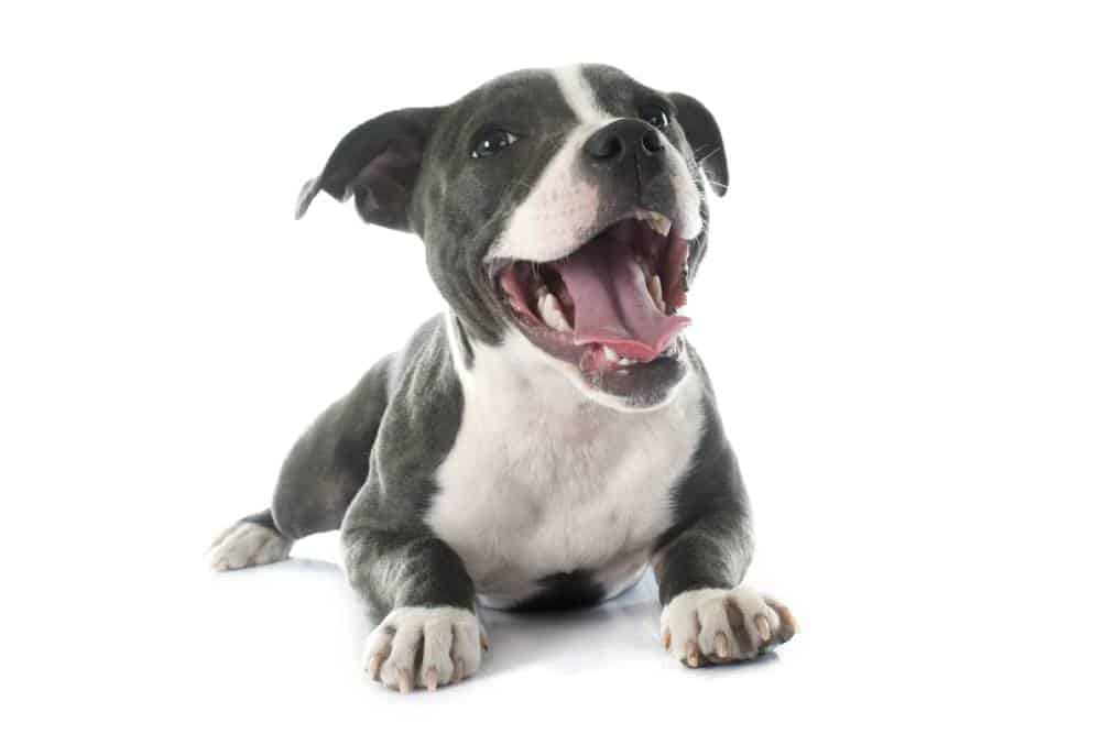 Amerikan Pitbull Terrier (American Staffordshire Terrier)