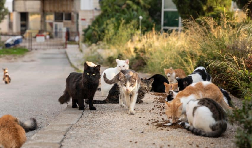 Sokak kedileri ne yer? Sağlıklı nasıl beslenir?