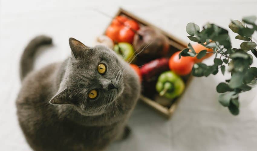 Kediler için sağlıklı sebzeler nelerdir?