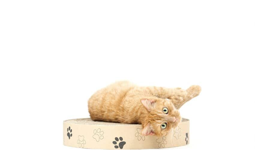 Kedi tırmalama tahtası nasıl yapılır?