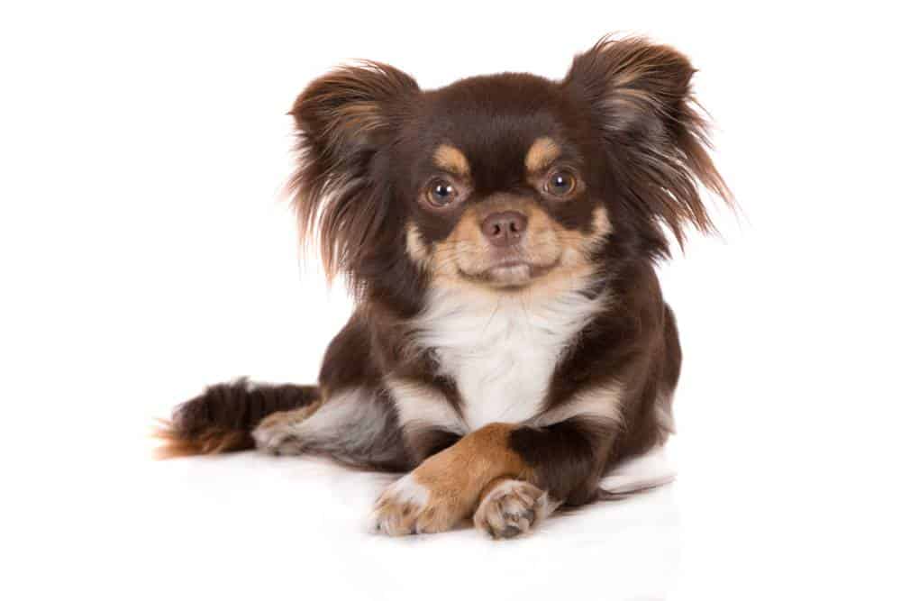Chihuahua (Şivava))