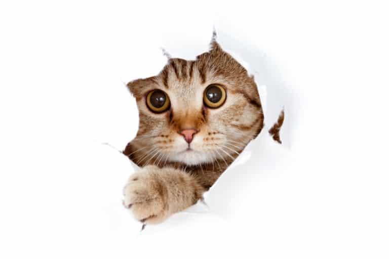 Kedilerde karaciğer yetmezliği Belirtileri ve tedavisi » Petibom