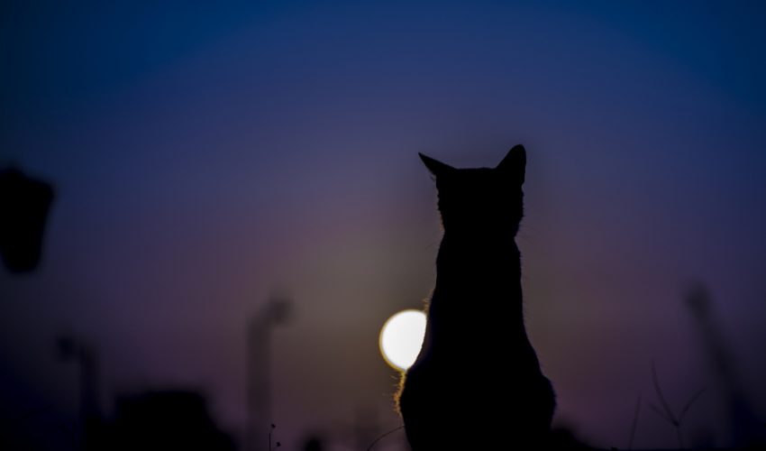 Kedilerdeki olağandışı gece davranışları ve çözüm önerileri