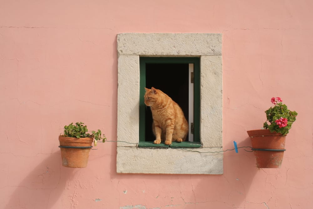 kedileri camdan uzak tutmak