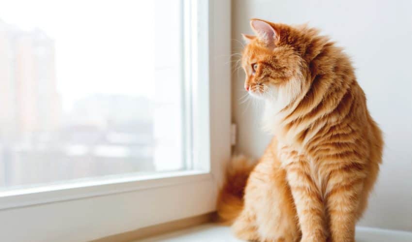 Kediler pencereden dışarı bakmayı neden sever?