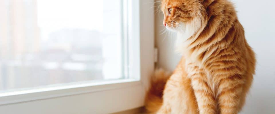 Kediler pencereden dışarı bakmayı neden sever?