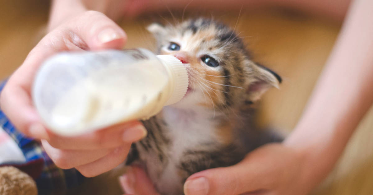 1 aylık kediler nasıl beslenmeli