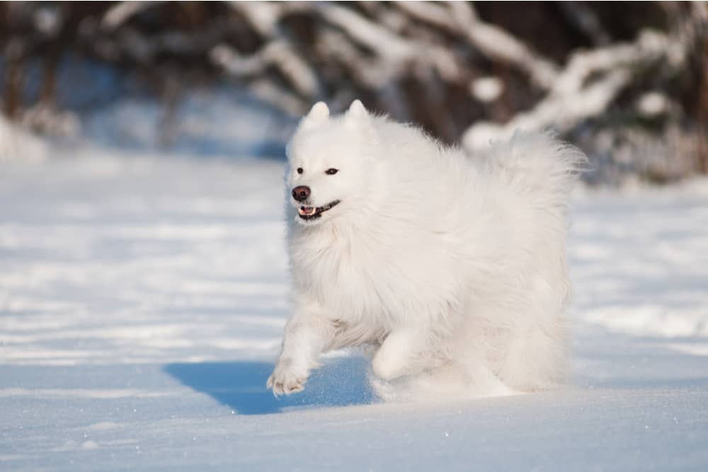 Amerikan Eskimo Köpeği (American Eskimo)