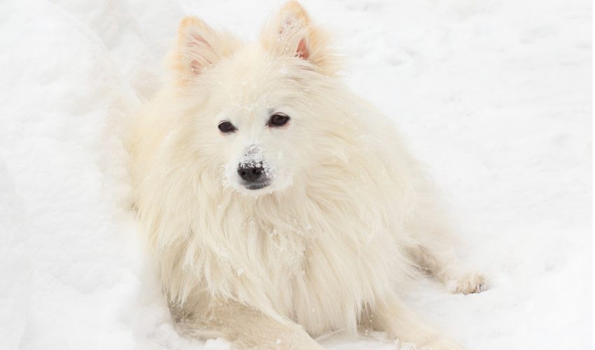 Amerikan Eskimo Köpeği (American Eskimo)