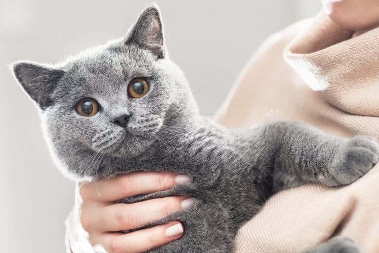 Kedilerde karaciğer yetmezliği Belirtileri ve tedavisi » Petibom