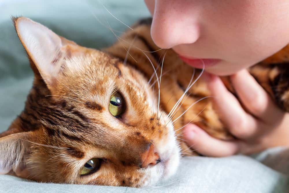 kedilerin bağışıklığı nasıl güçlenir