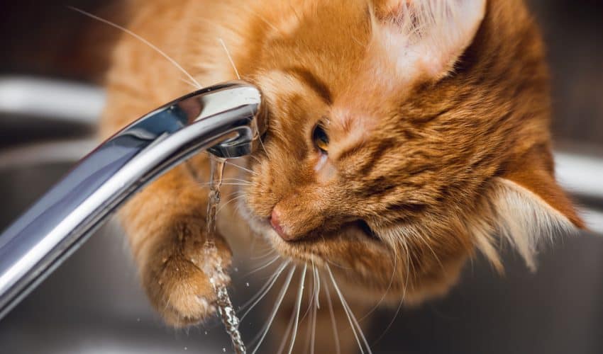 Kediler neden musluktan su içer? 6 Önemli neden ve çözümleri!