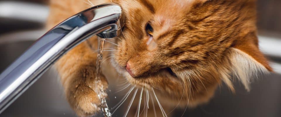 Kediler neden musluktan su içer? 6 Önemli neden ve çözümleri!