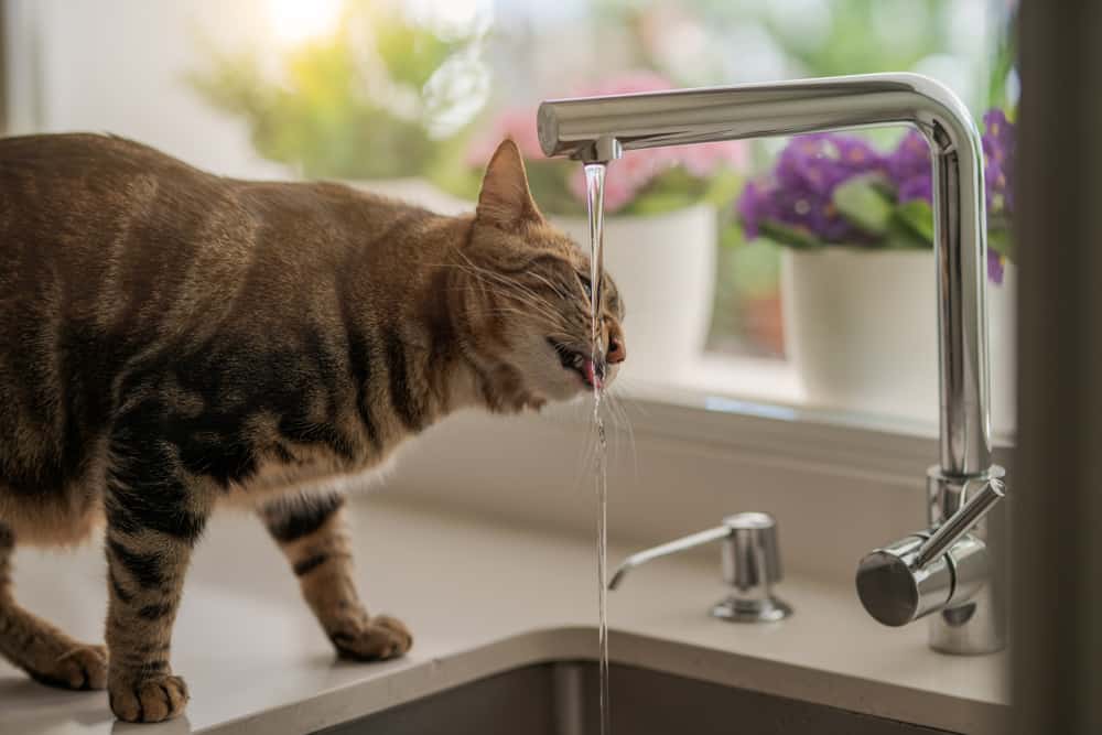 kedi neden su kabını döker