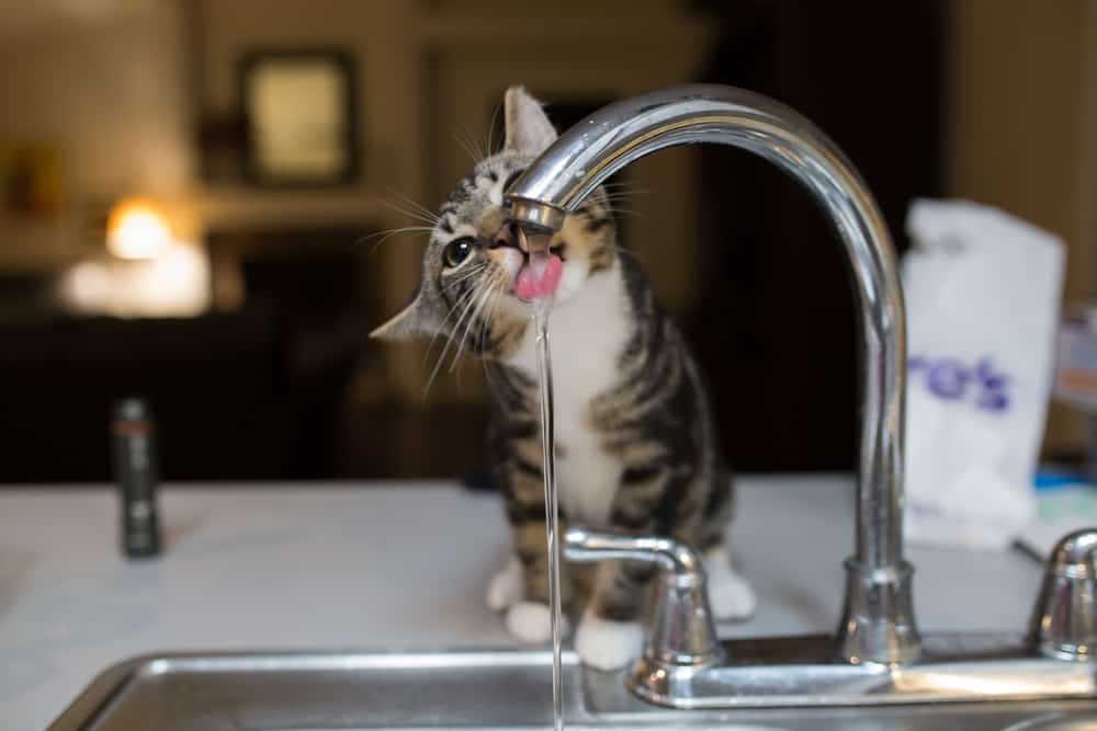 kedi neden su kabından içmiyor