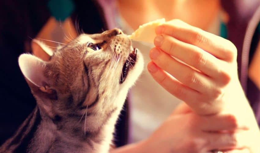 Kediler peynir yer mi? Kedilere zararlı mı?