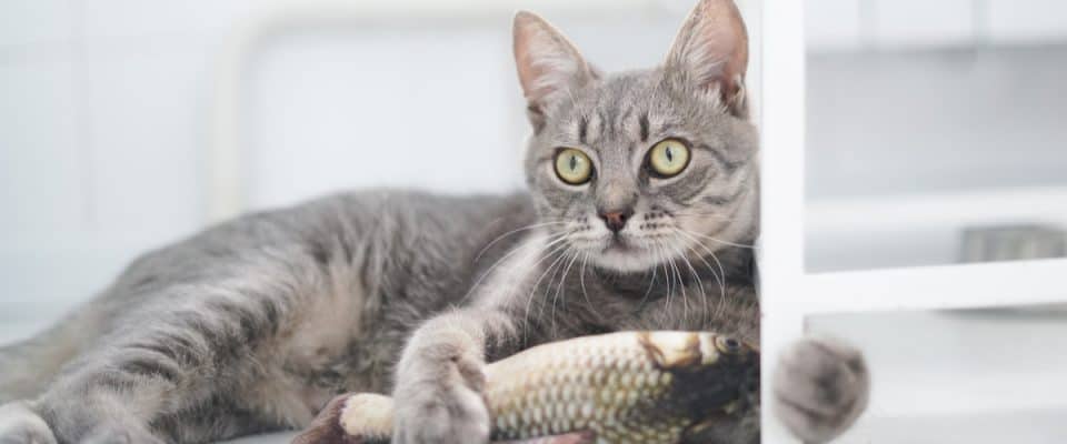 Kedilerde gıda alerjisi belirtileri ve tedavisi
