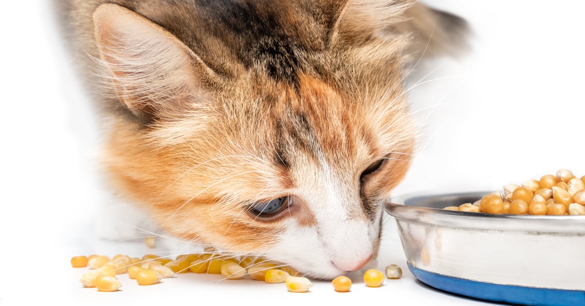 kedilerde gıda alerjisi tedavisi