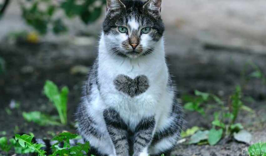 Kedilerde kalp üfürümü: Belirtileri, nedenleri, tanısı ve tedavisi