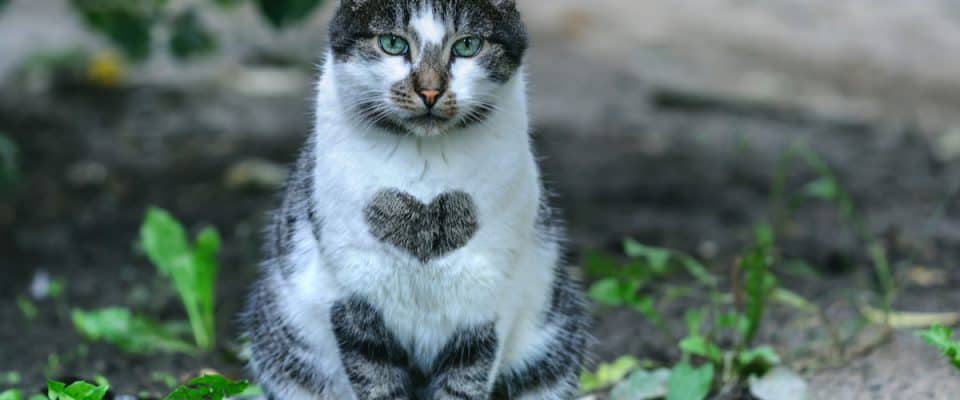Kedilerde kalp üfürümü: Belirtileri, nedenleri, tanısı ve tedavisi
