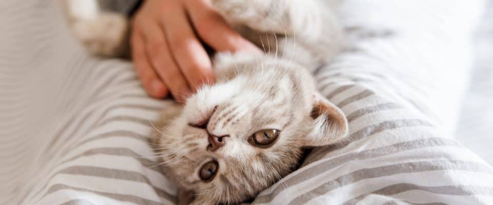 Kedilerde karaciğer yağlanması belirtileri ve tedavisi