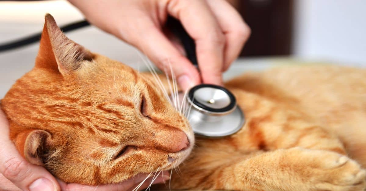 Kedilerde Yumuşak Doku Kanseri Nasıl Önlenir?