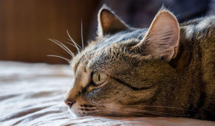 Kedilerde yumuşak doku kanseri: Belirtileri ve tedavisi