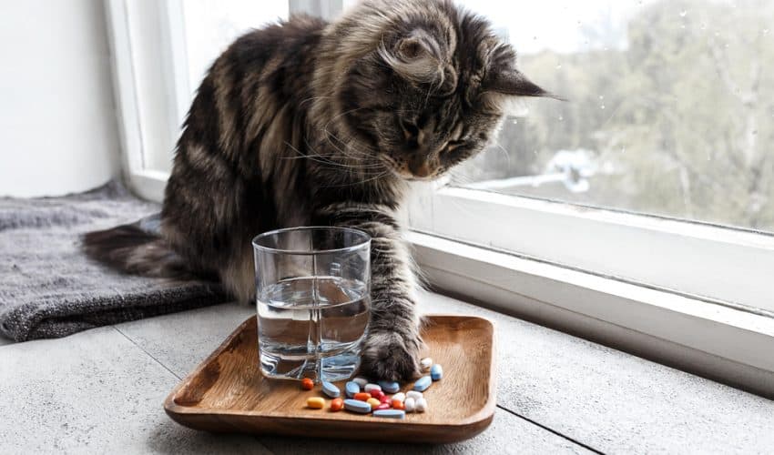 Kedilerde vitamin eksikliği belirtileri