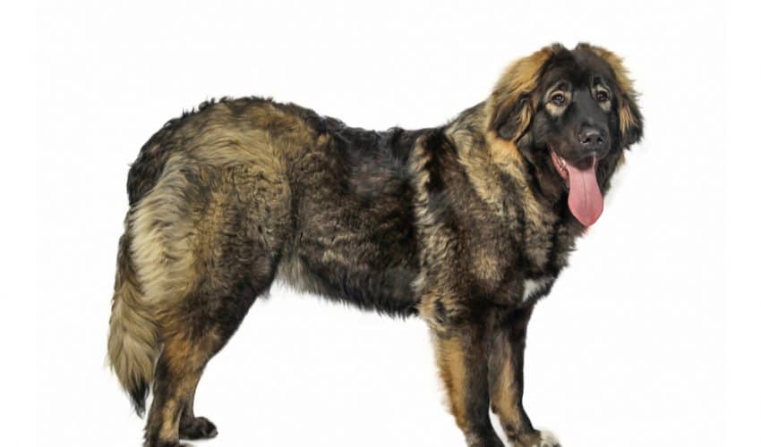 Kafkas Çoban Köpeği (Caucasian Shepherd Dog)