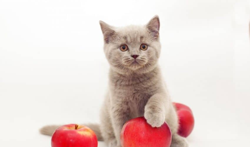 Kediler elma yer mi? Faydaları nelerdir?
