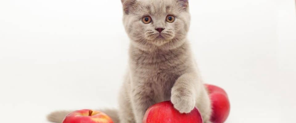 Kediler Elma Yer Mi? Faydaları Nelerdir?