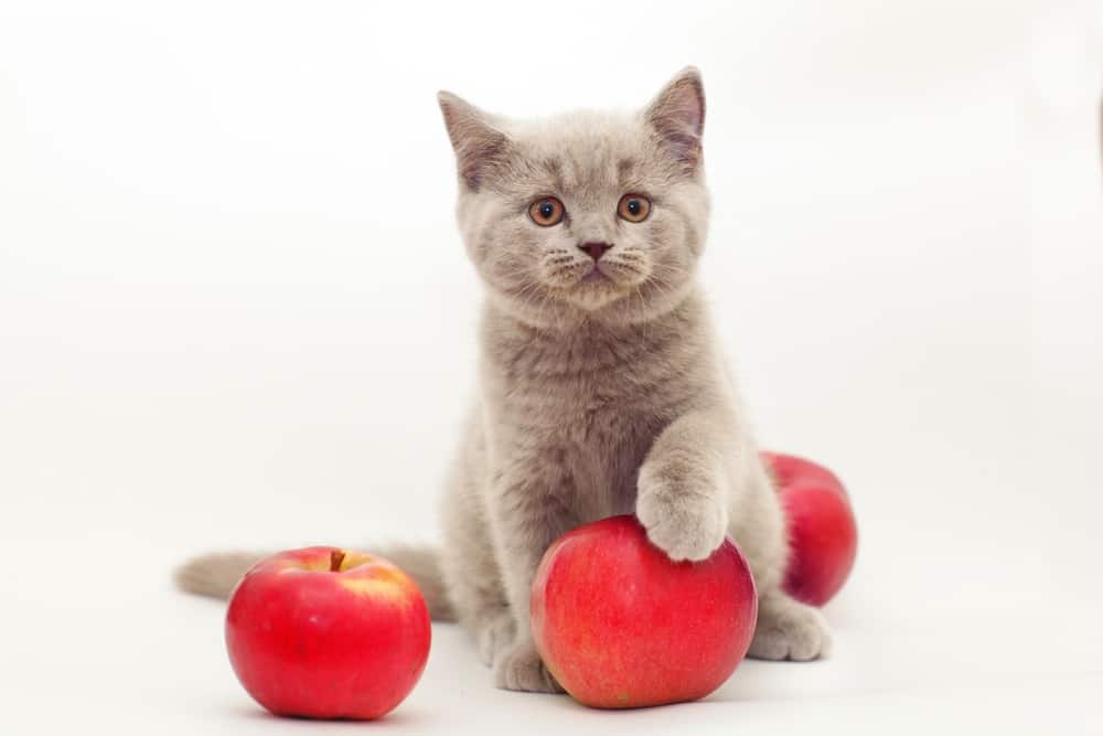 kediler için elma faydalı mı
