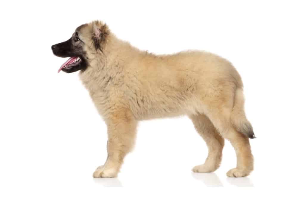 Kafkas Çoban Köpeği (Caucasian Shepherd Dog)