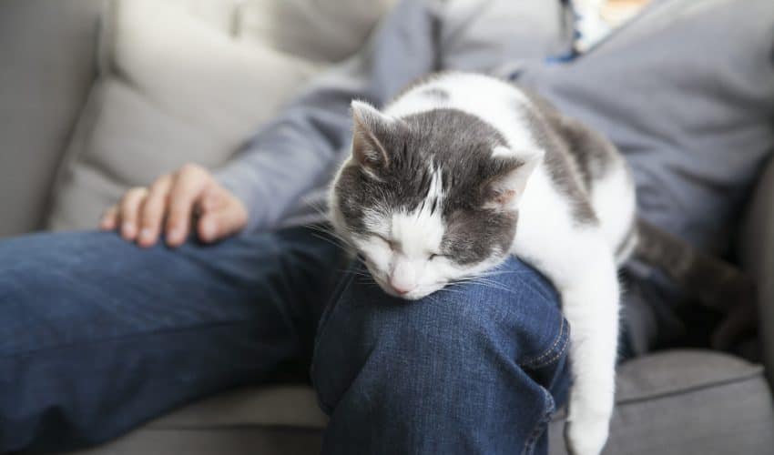 Kediler neden kucağımızda uyumaya bayılıyor?