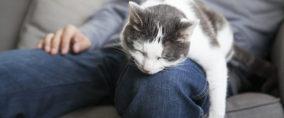 Kediler neden kucağımızda uyumaya bayılıyor?