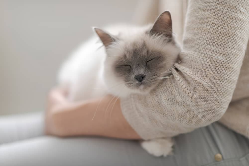 kediler neden kucakta uyumayı sever
