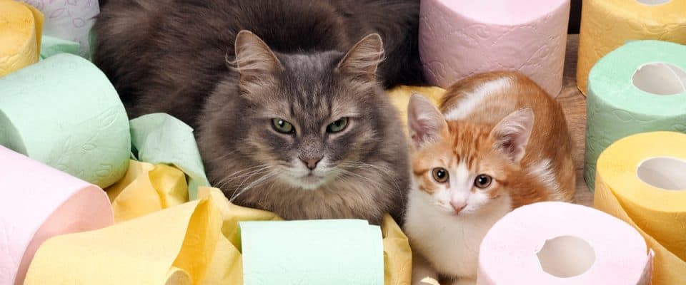 Kedilerde bağırsak tıkanıklığı: Belirtileri ve tedavisi